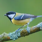 Conférence autour des oiseaux du Limousin