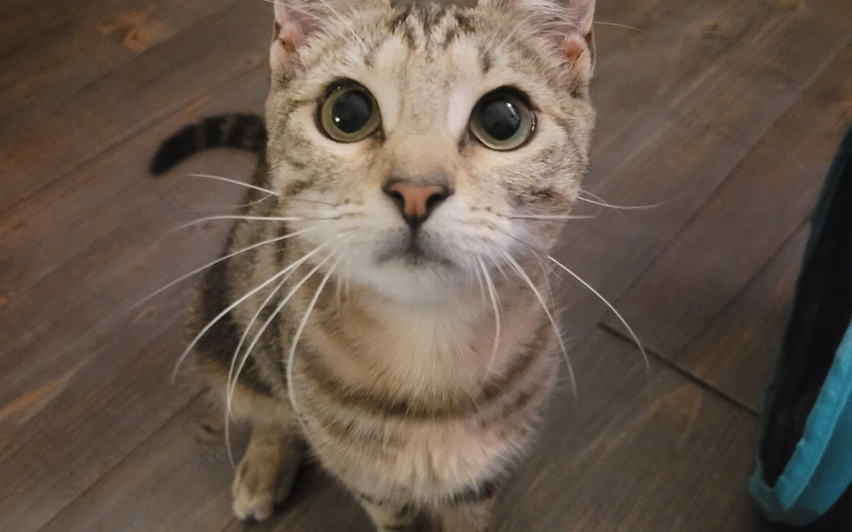 Conférence - Chat d’intérieur vs chat d’extérieur : bien-être et épanouissement