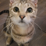 Conférence - Chat d’intérieur vs chat d’extérieur : bien-être et épanouissement