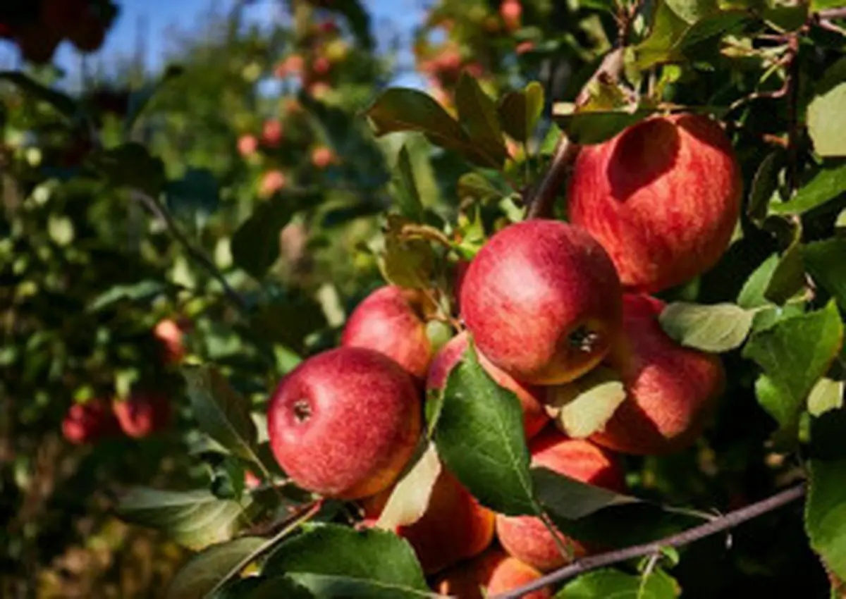 Conférence - Dans Le Silence Du Viridarium : Fonctions Et Usages Oubliés