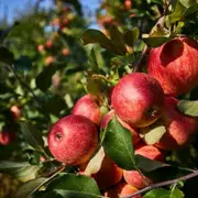 Conférence - Dans Le Silence Du Viridarium : Fonctions Et Usages Oubliés