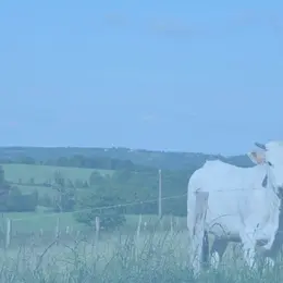 Conférence de Latitude, les Amis de Barbara Phillips : Éleveurs et biodiversité : une coopération vertueuse au service du territoire des Coteaux Gascons