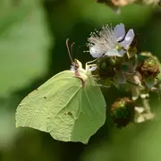 Conférence de Pierrick Doré sur La mystérieuse Faune sauvage de la forêt du Sud Gironde