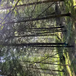 Conférence - Débat sur la forêt creusoise