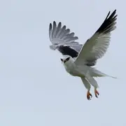 Conférence : Elanions blancs