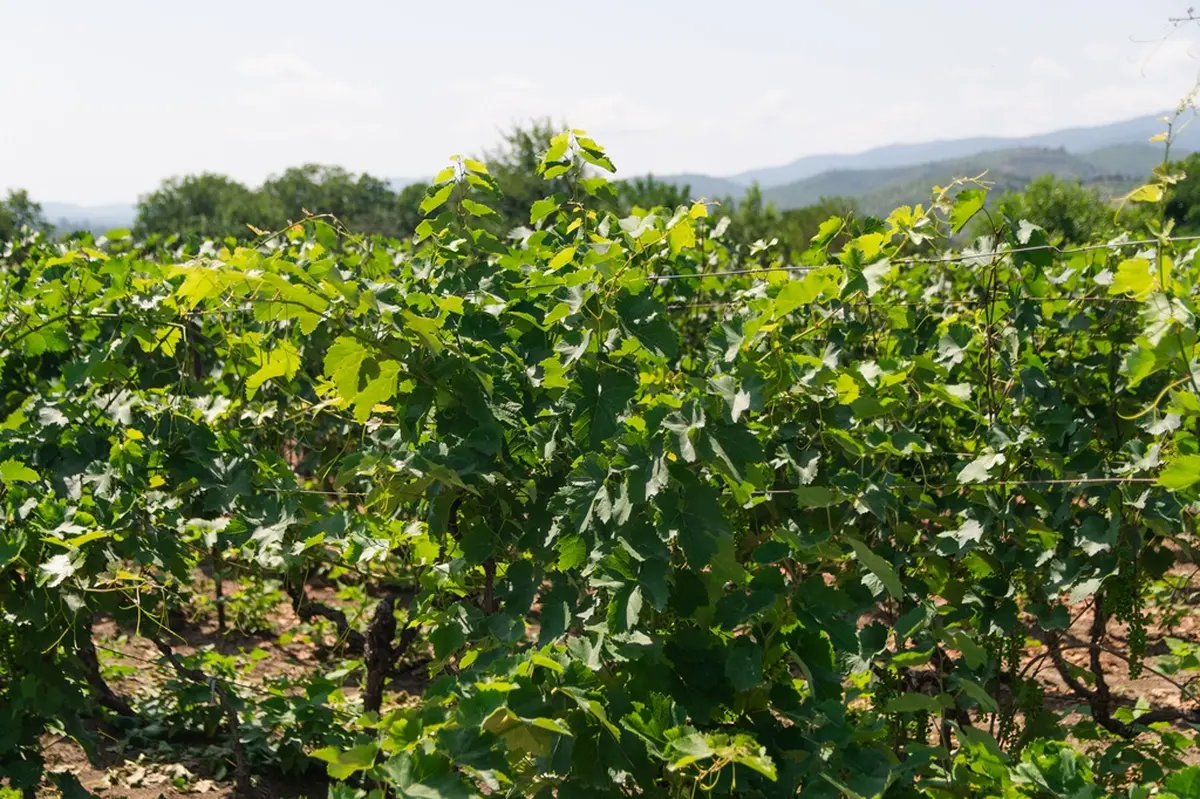Conférence En Images : à La Découverte Des Vignobles Français