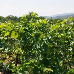 Conférence En Images : à La Découverte Des Vignobles Français