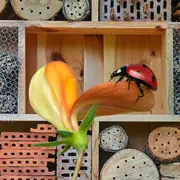 Conférence et atelier : Insectes auxiliaires & permaculture