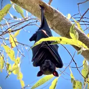 Conférence et sortie, chauves-souris au Foyer Rural