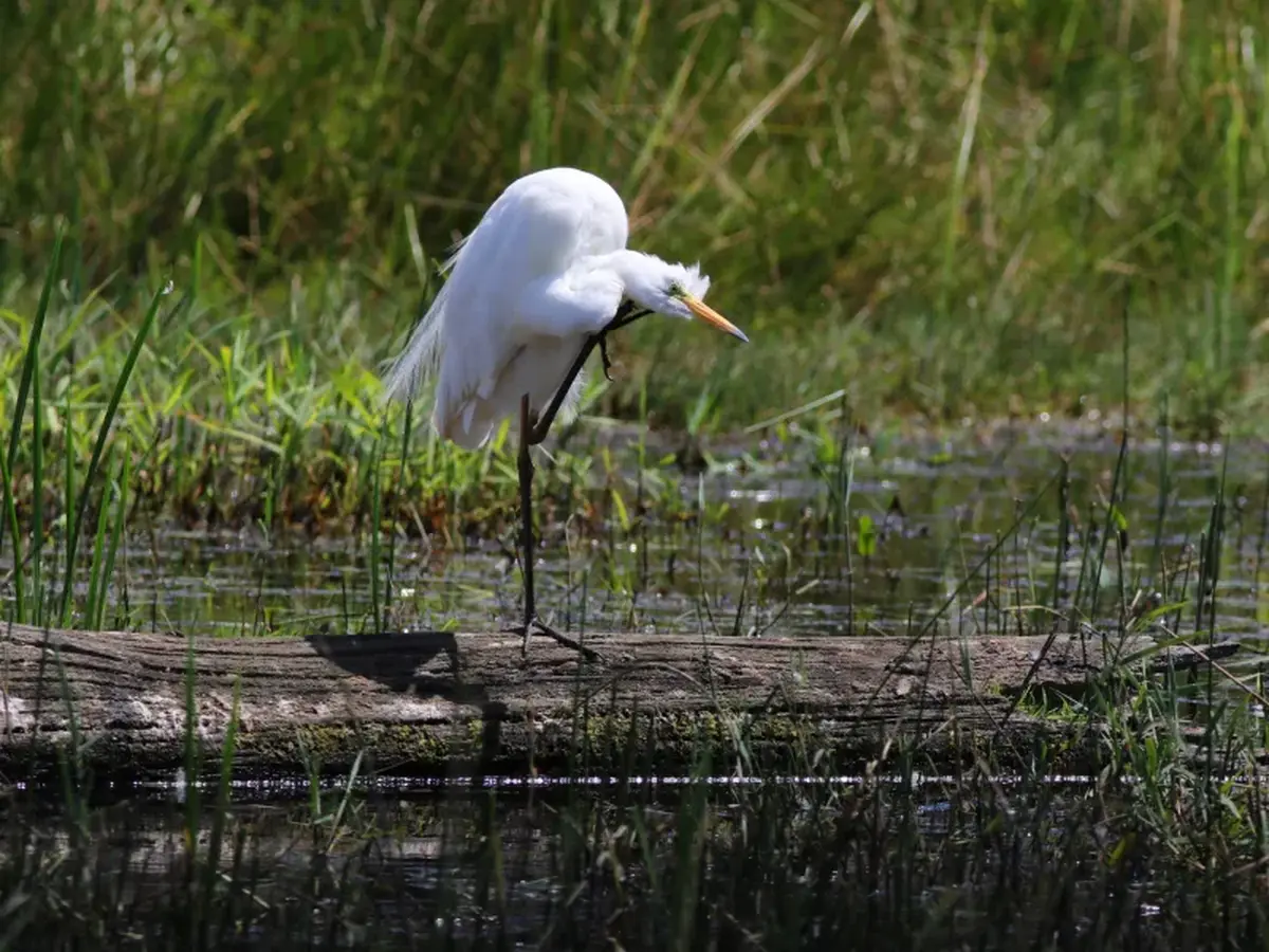 Conférence - Evolution des population d'oiseaux
