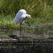 Conférence - Evolution des population d'oiseaux