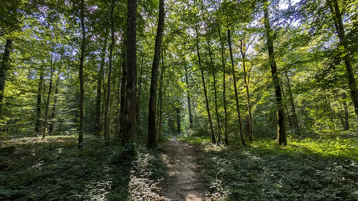 Conférence historique à Laon : L’évolution des milieux forestiers du sud de la Picardie (XIIIe-XIXe siècle). Approches en écologie historique.