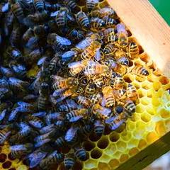Conference - l'abeille et nous aujourd'hui