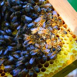 Conference - l'abeille et nous aujourd'hui
