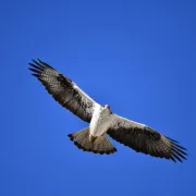 Conférence L’aigle de Bonelli