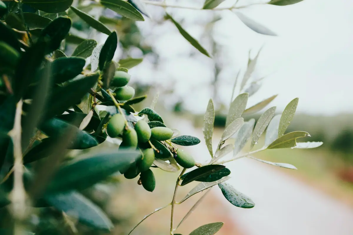 Conférence : « L'huile d'olive en Provence »