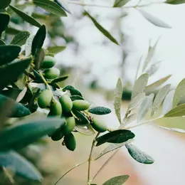 Conférence : « L'huile d'olive en Provence »