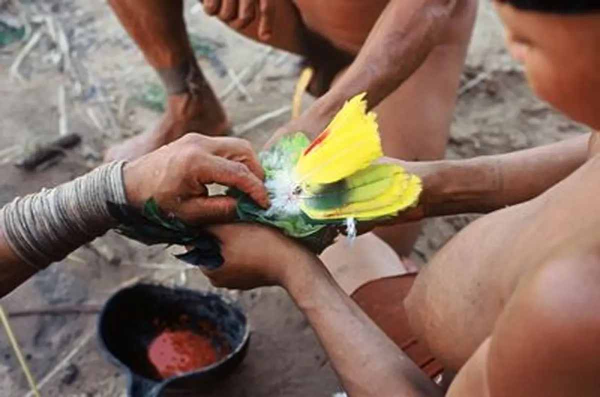 Conférence « L’oiseau bariolé : enquête en forêt Amazonienne »