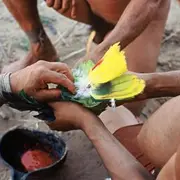Conférence « L’oiseau bariolé : enquête en forêt Amazonienne »