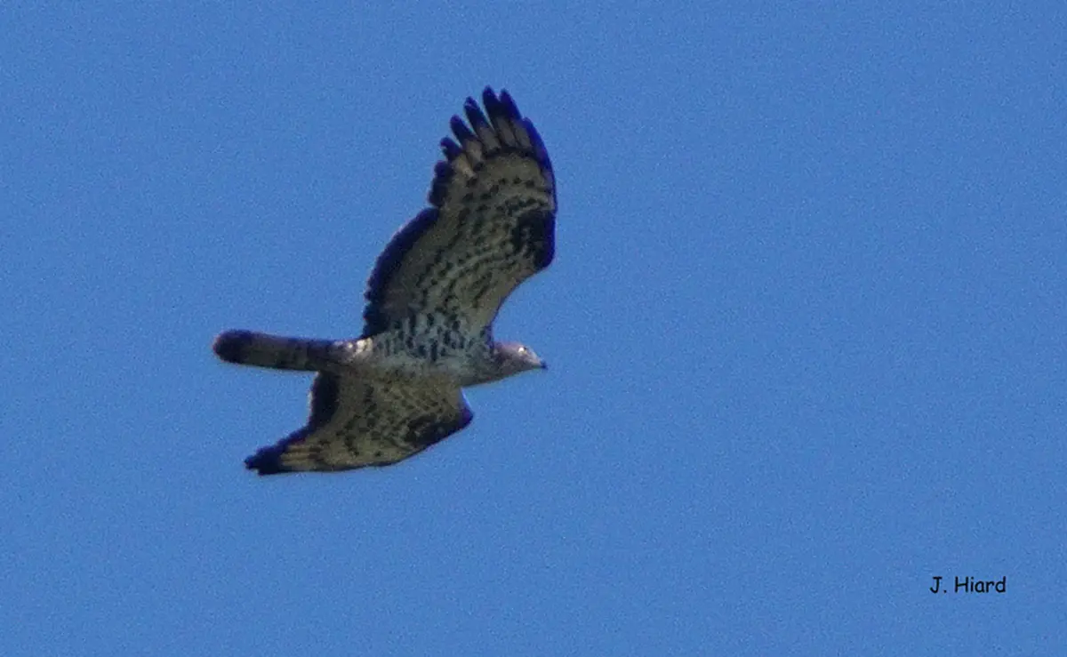 Conférence La Migration Des Oiseaux 
