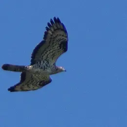 Conférence La Migration Des Oiseaux 