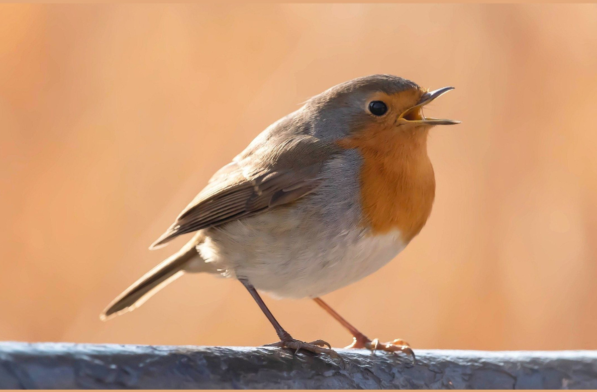Conférence | La musique des oiseaux