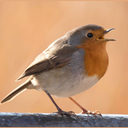 Conférence | La musique des oiseaux
