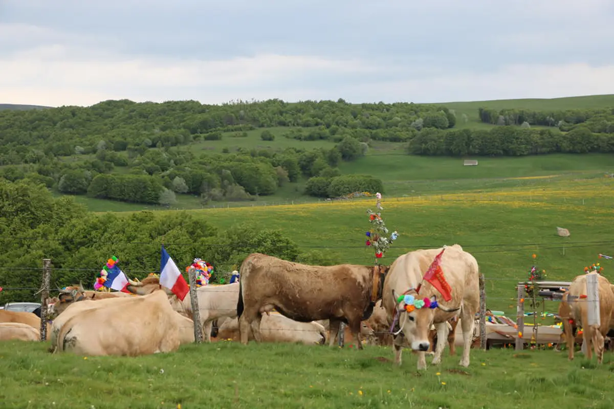 Conférence - La Transhumance Sur Les Hautes Terres Du Gévaudan