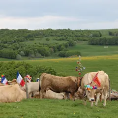 Conférence - La Transhumance Sur Les Hautes Terres Du Gévaudan