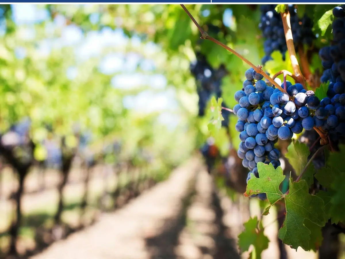 Conférence La vigne et le vin, des origines à 2100