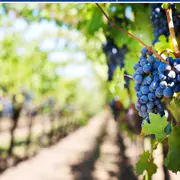 Conférence La vigne et le vin, des origines à 2100