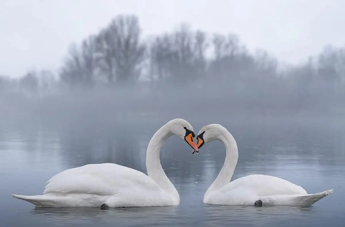 Conférence Le couple est-il la norme chez les animaux ?