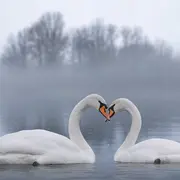 Conférence Le couple est-il la norme chez les animaux ?
