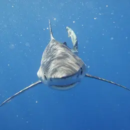 Conférence Le Gouf de Capbreton et le fonctionnement de son écosystème et temps d’échanges