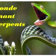 Conférence - le monde fascinant des serpents