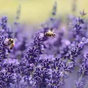Conférence : Le patrimoine naturel de Saint Martin de Seignanx