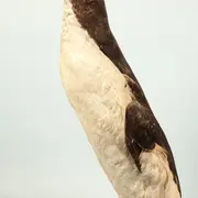 Conférence - les animaux naturalisés et nous