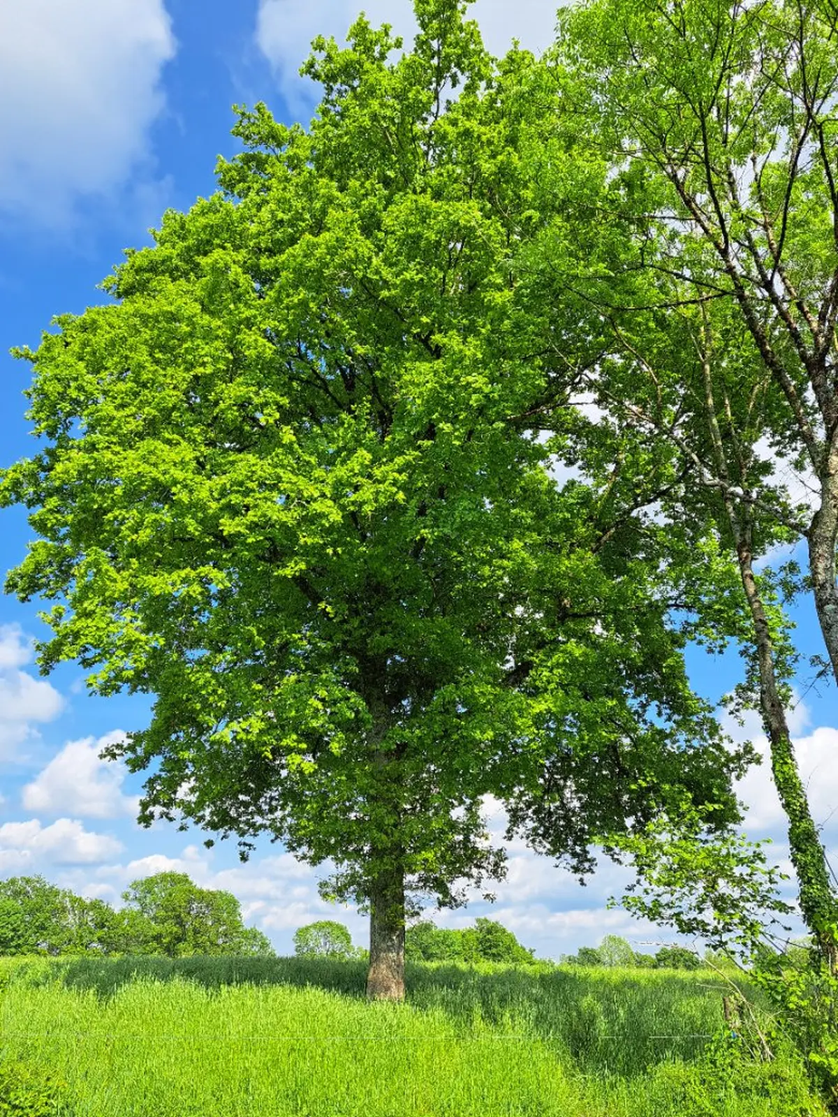 Conférence - Les Arbres aujourd'hui et pour les générations futures