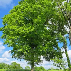 Conférence - Les Arbres aujourd'hui et pour les générations futures