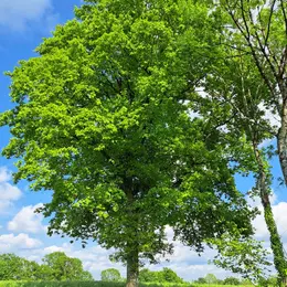 Conférence - Les Arbres aujourd'hui et pour les générations futures