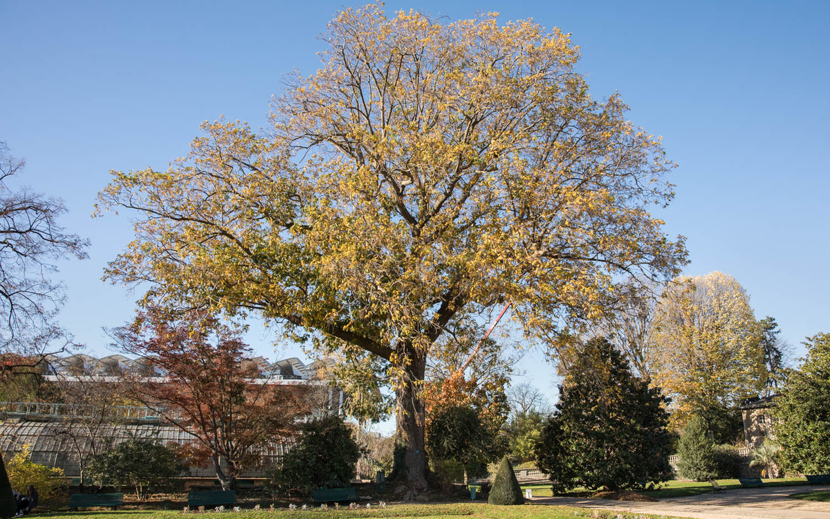 Conférence : Les arbres remarquables de Paris