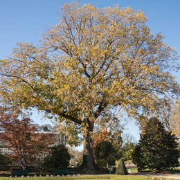 Conférence : Les arbres remarquables de Paris