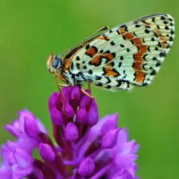 Conférence | Les insectes