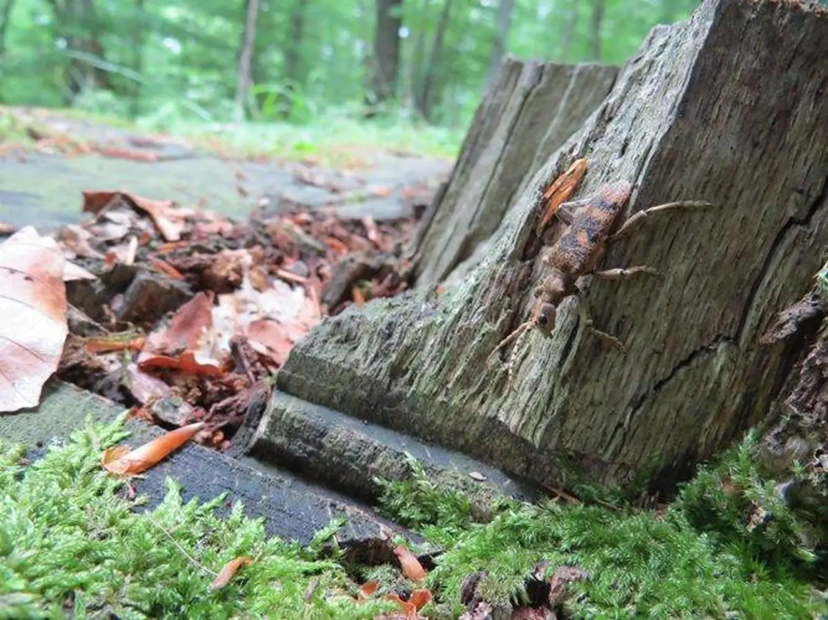 Conférence Les insectes mangeurs de bois, ennemis ou alliés ?