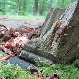 Conférence Les insectes mangeurs de bois, ennemis ou alliés ?