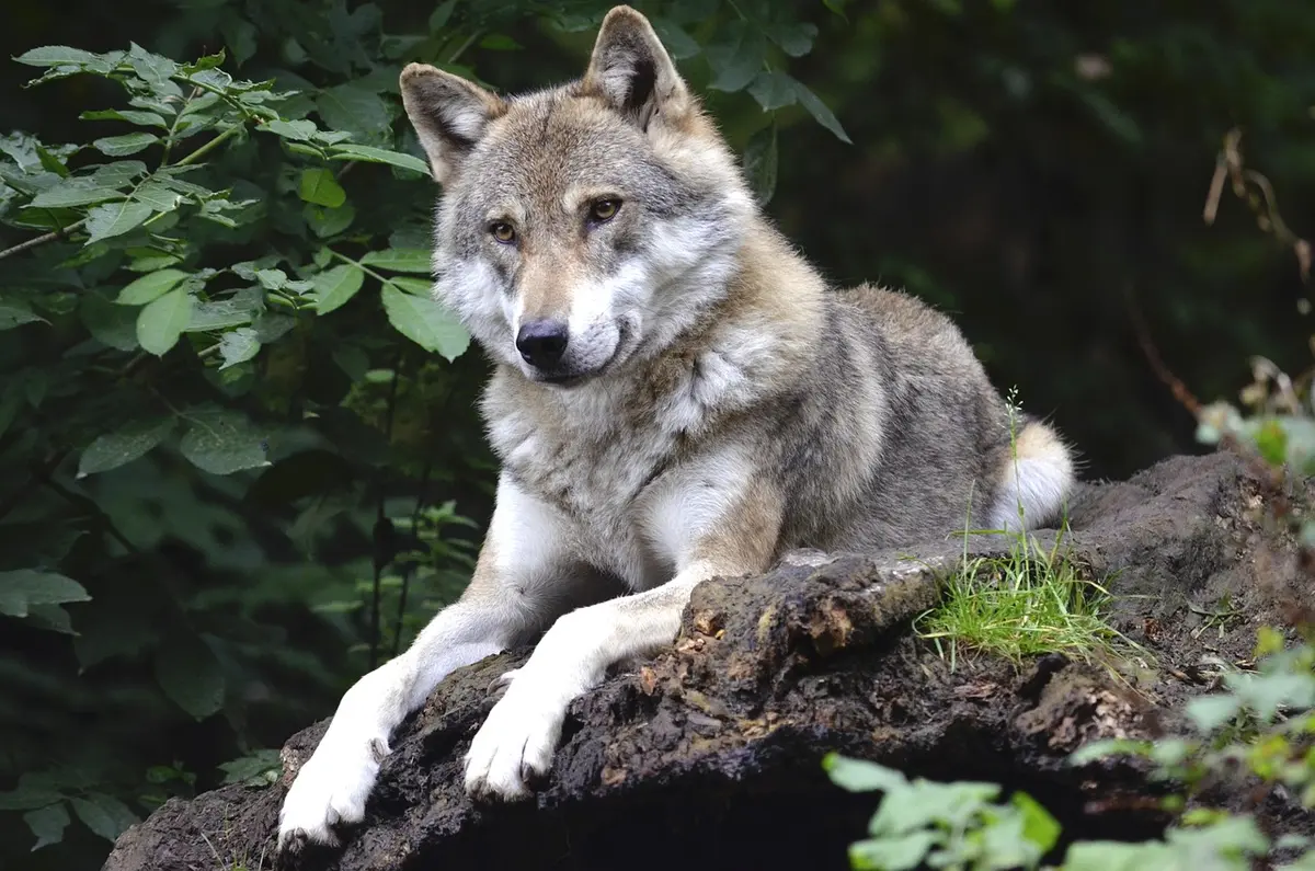 Conférence Les loups de l'Igue du Gral, ancêtres des premiers chiens ?
