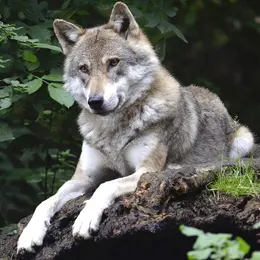 Conférence Les loups de l'Igue du Gral, ancêtres des premiers chiens ?