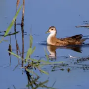 Conférence : les marouettes en Brenne