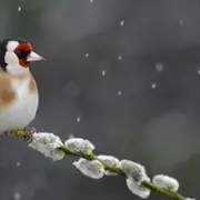 Conférence - Les oiseaux, ces super-héros !