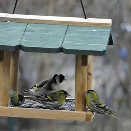 Conférence : Les Oiseaux du Jardin